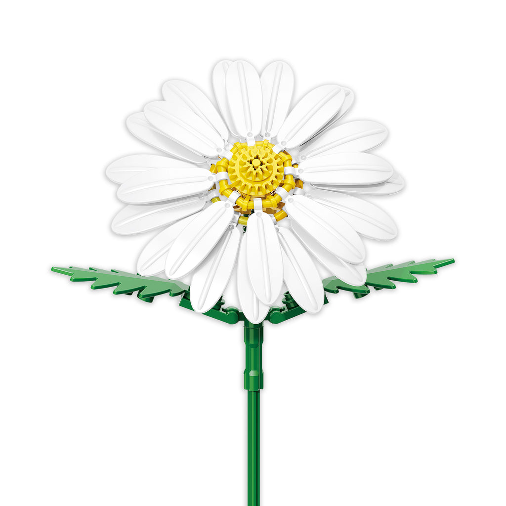 Daisy