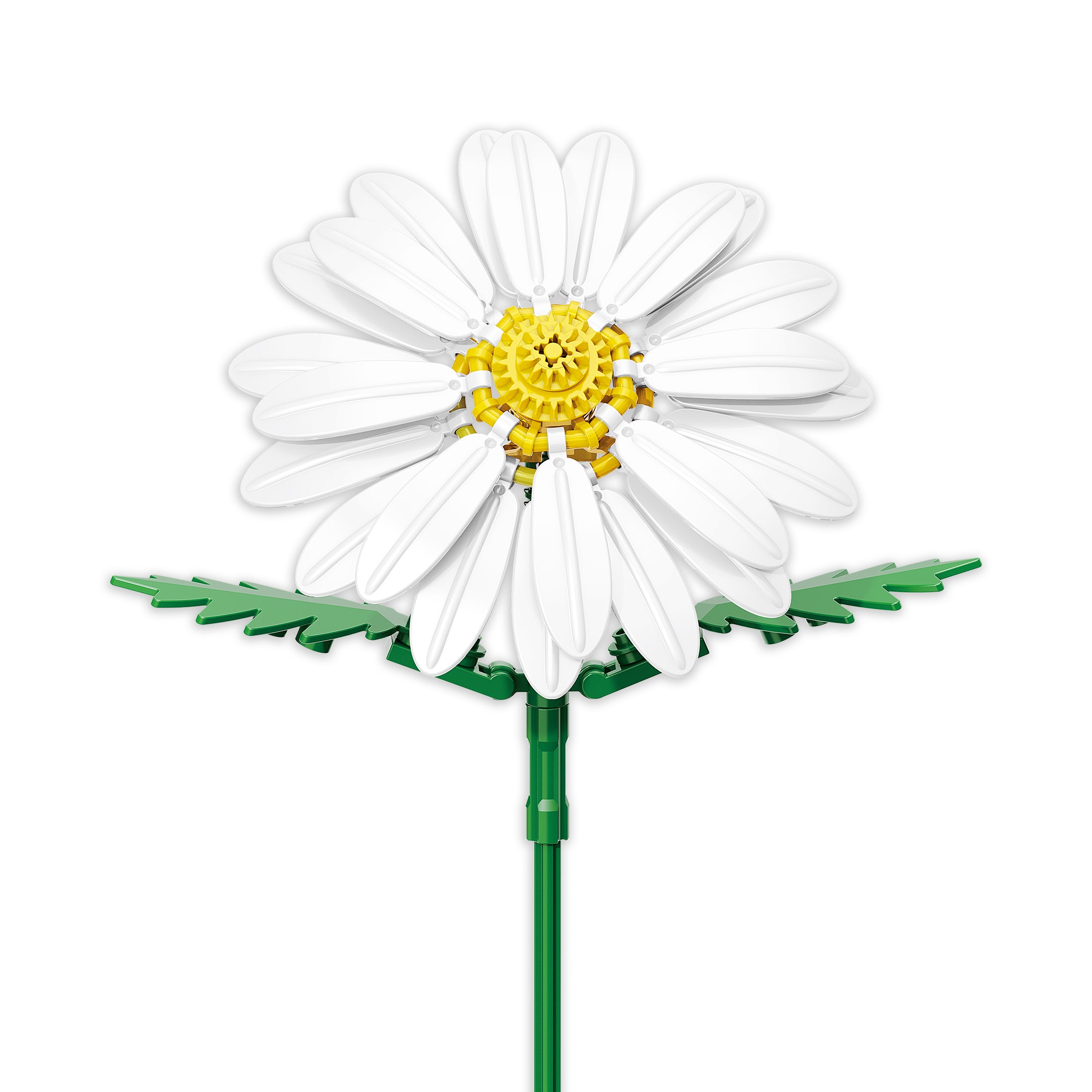Daisy