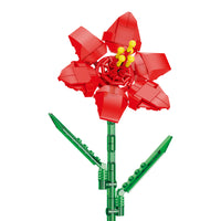 Amaryllis
