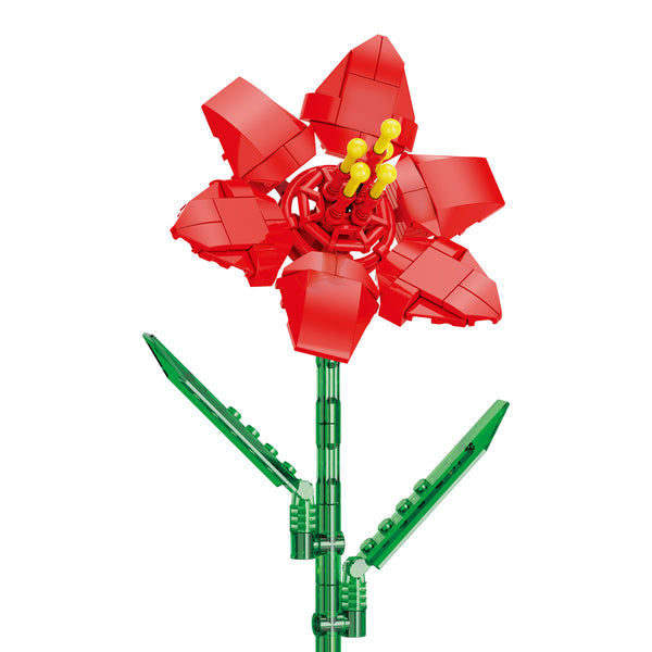 Amaryllis