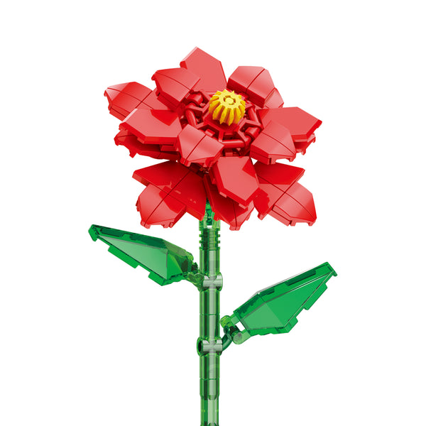 Poinsettia