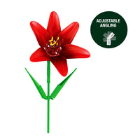 Amaryllis