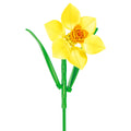 Daffodil