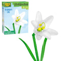 Trumpet Lilly