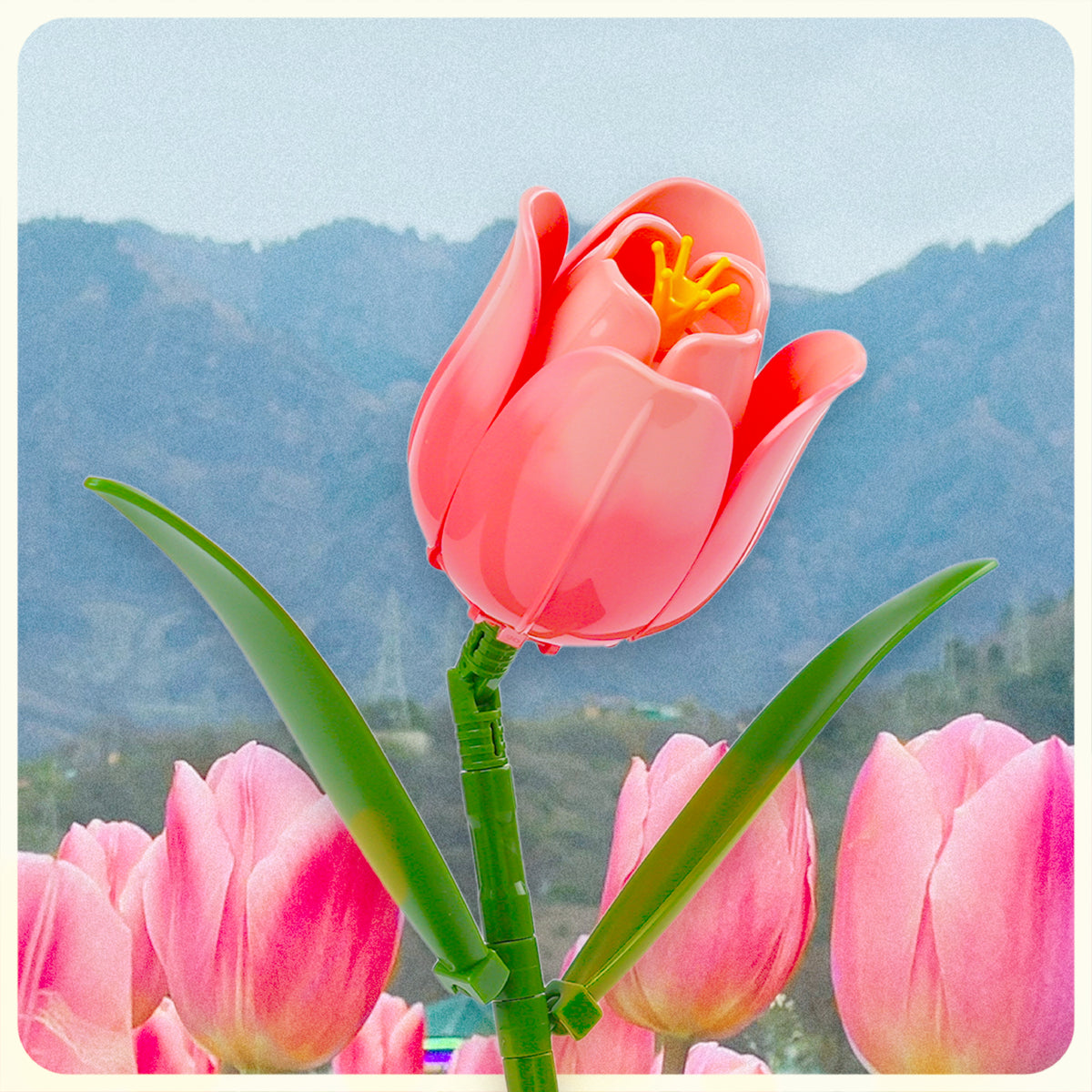 Coral Tulip