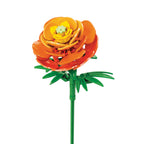 Ranunculus