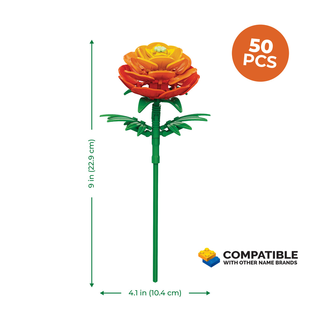 Ranunculus