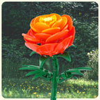 Ranunculus