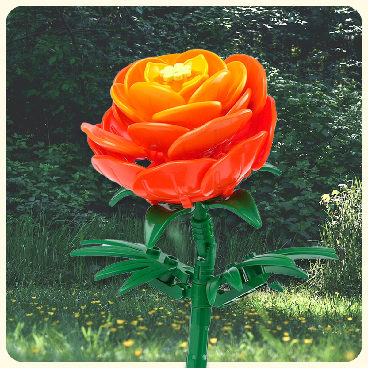 Ranunculus