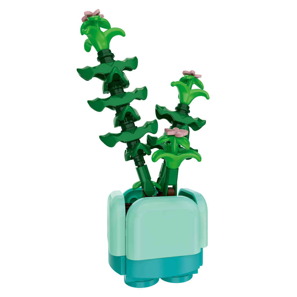 Crassula Succulent