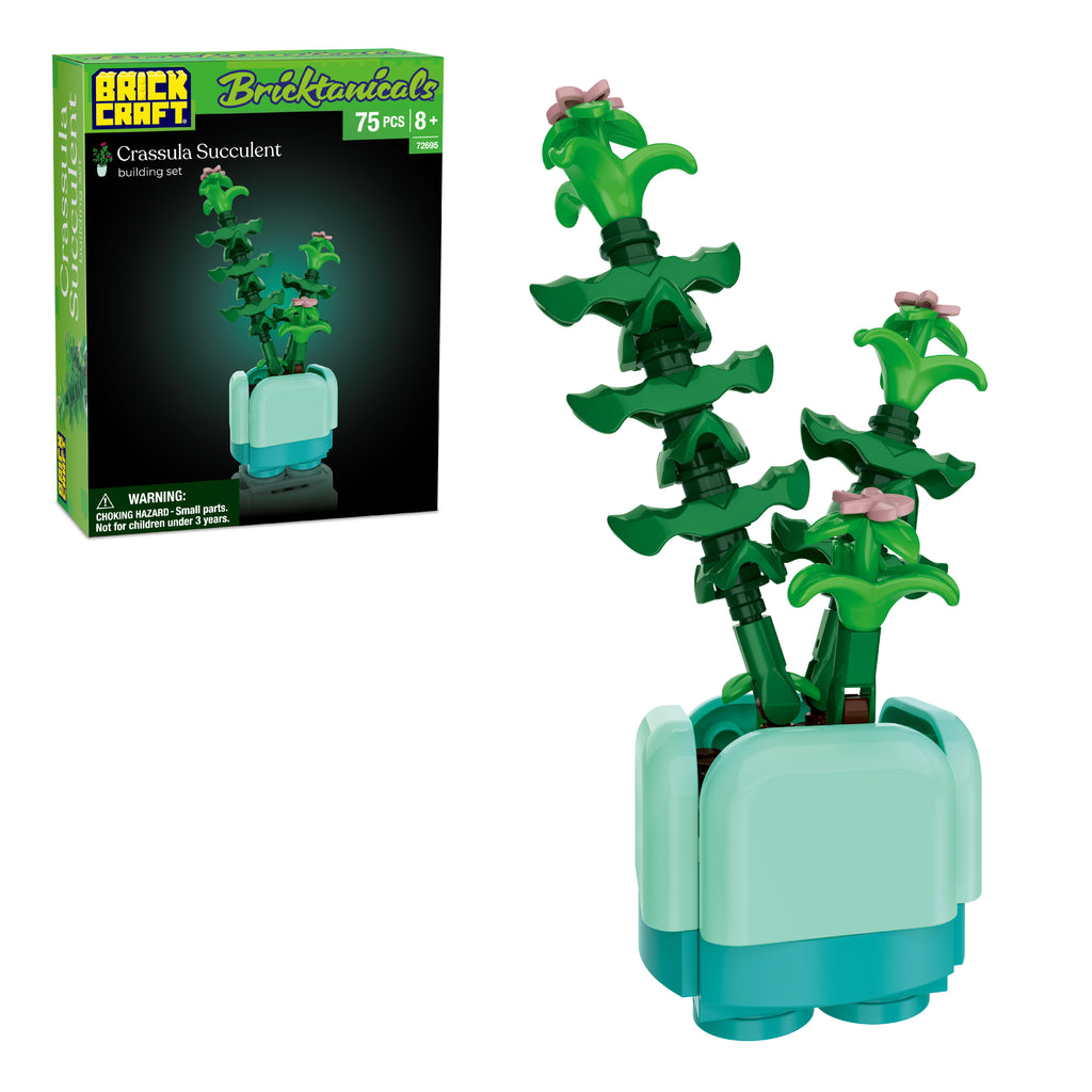 Crassula Succulent