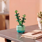 Crassula Succulent