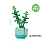 Crassula Succulent