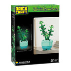 Crassula Succulent