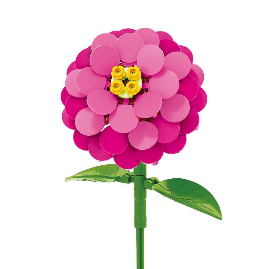 Zinnia