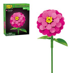 Zinnia