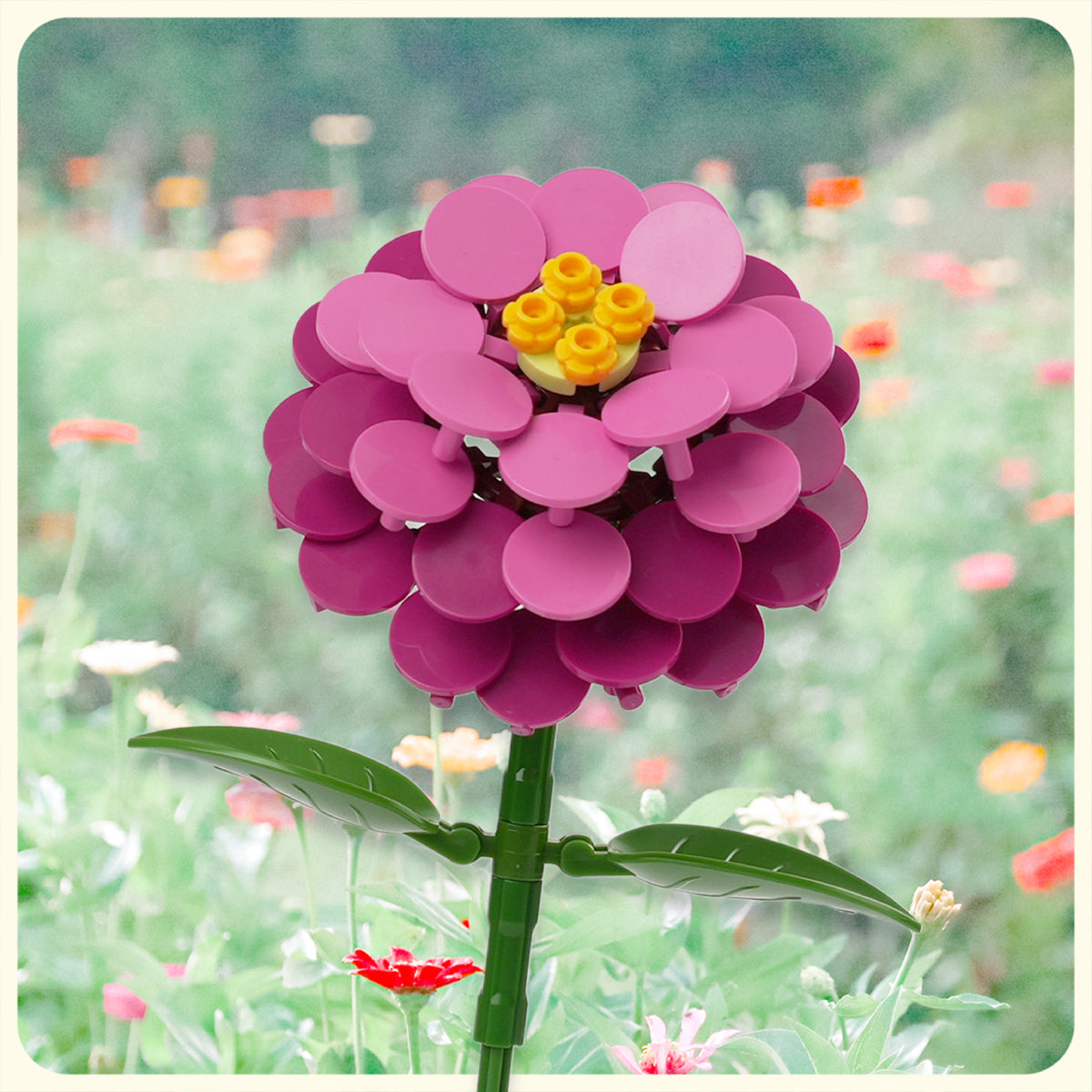 Zinnia