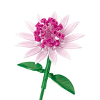 Astrantia