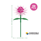 Astrantia