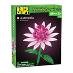 Astrantia