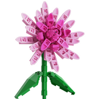 Dahlia